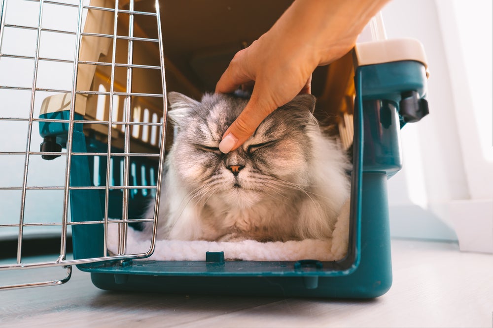 gato recebendo carinho na caixa de transporte para gatos