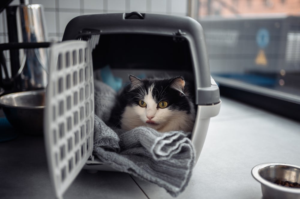 gato na caixa de transporte para gatos