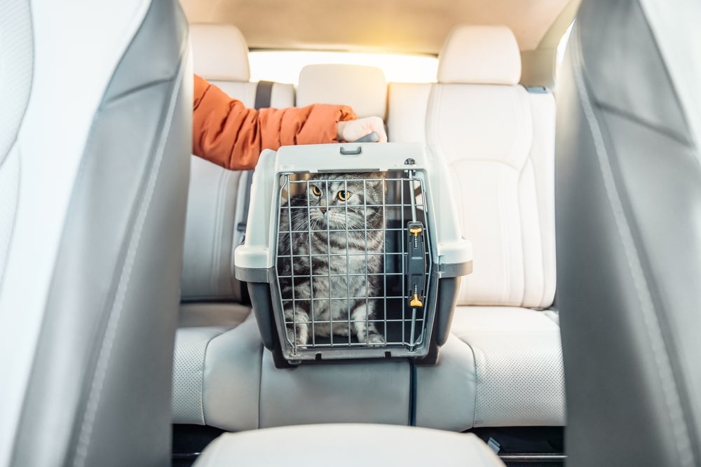 caixa de transporte para gatos no carro