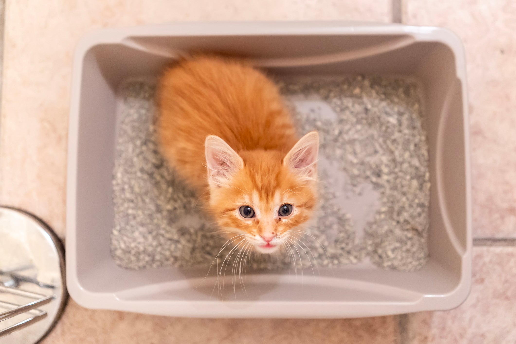 Gatinho filhote laranja dentro de caixa de areia olhando para câmera em cima dele