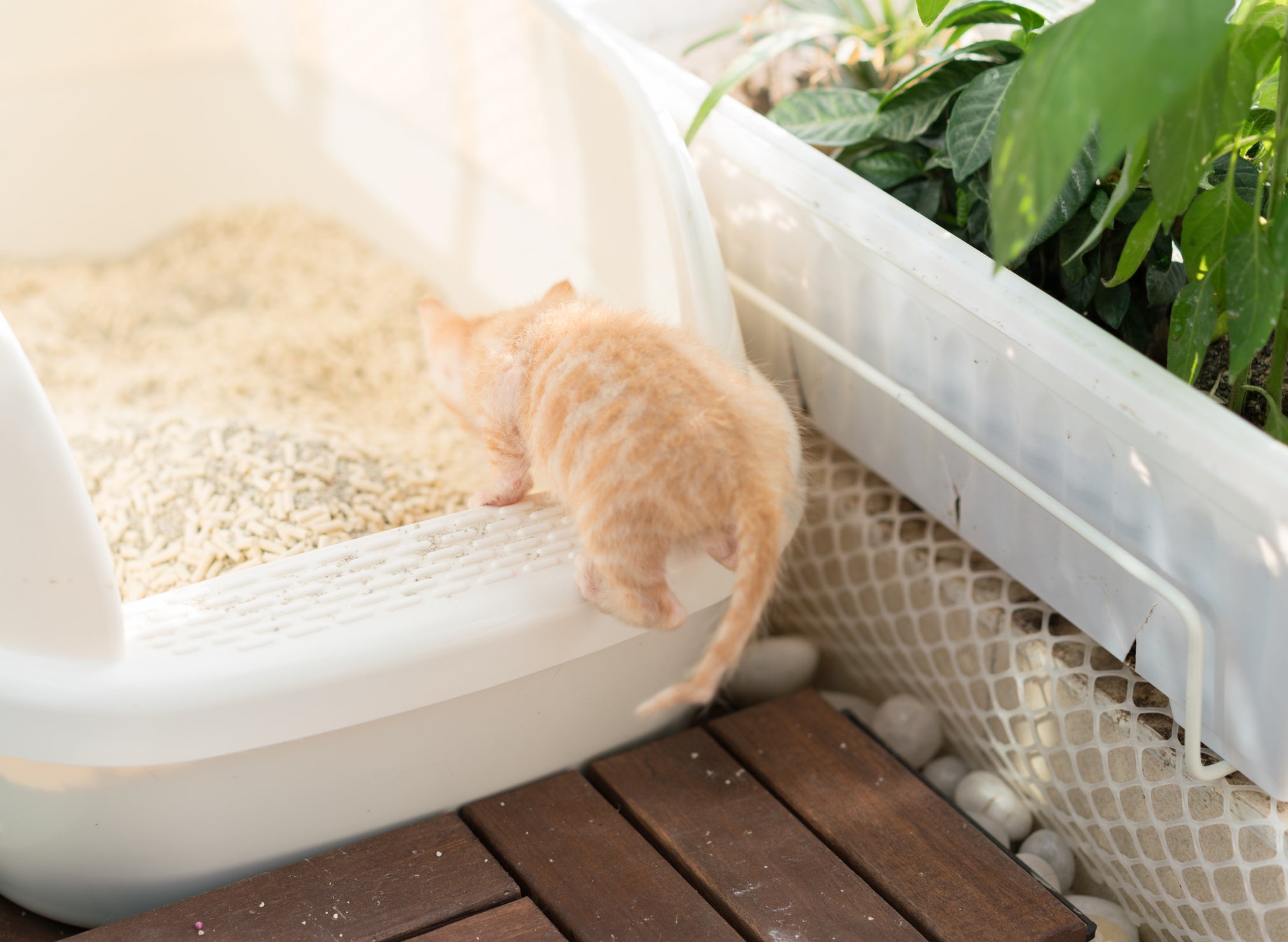 Filhote de gato entrando em caixa de areia