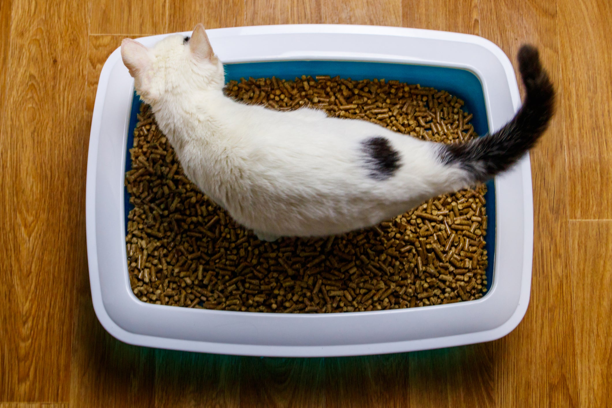 Gato branco dentro de caixa de areia de madeira