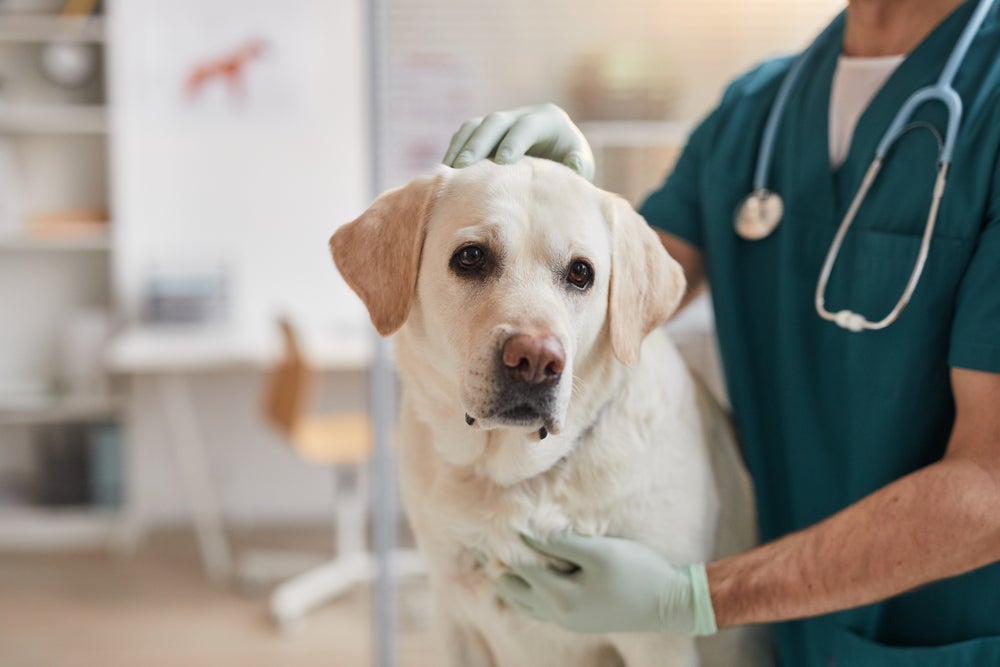 cachorro com calazar sendo examinado no veterinário