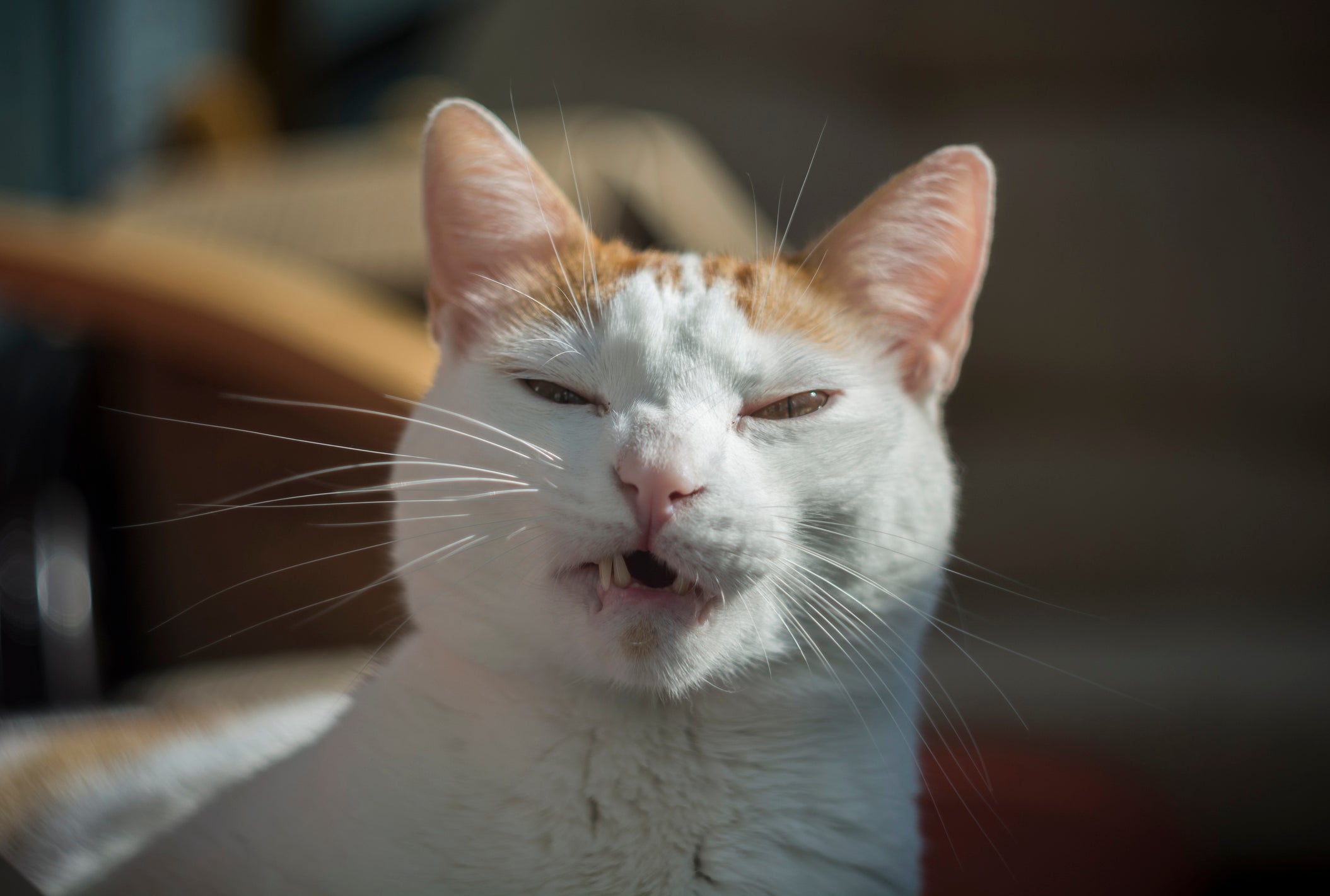 Gato em destaque espirrando