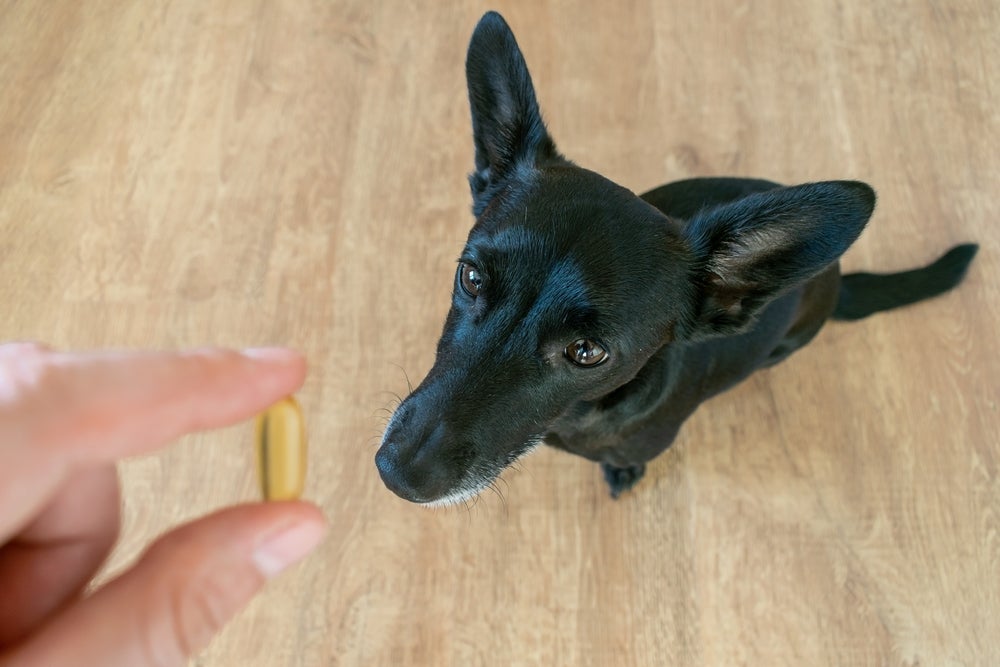 dono dando calmante para cachorro