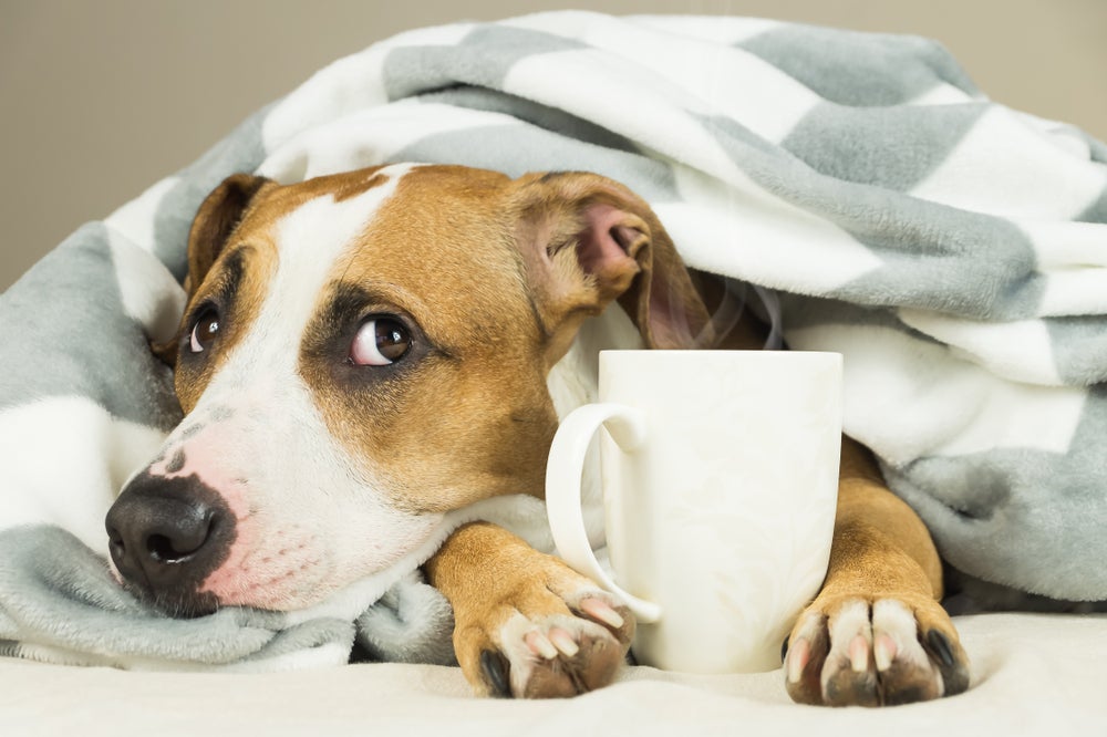 calmante para cachorro: cão ao lado de xícara com chá