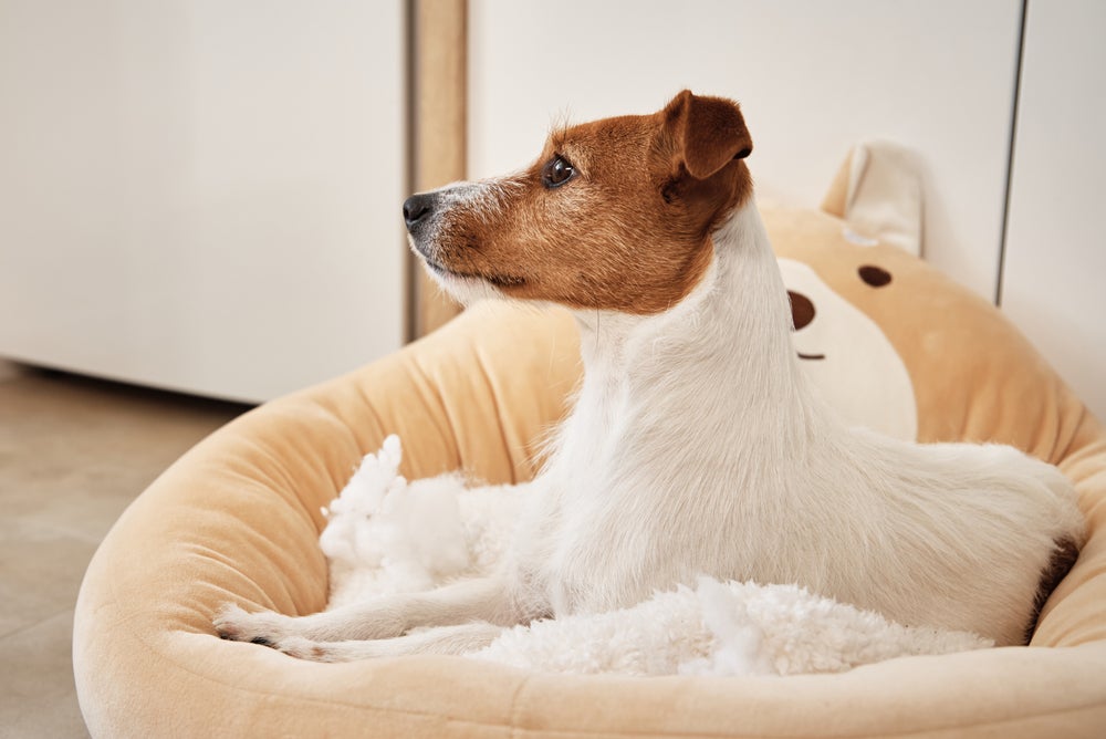 cão na cama de pneu para cachorro