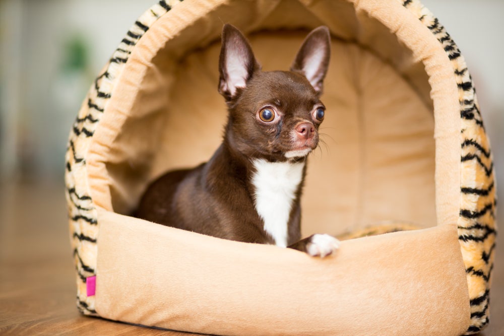 cão na cama iglu para cachorro