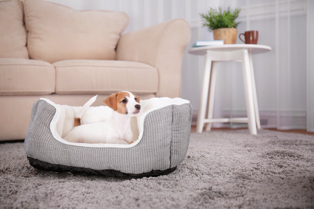 cão na cama para cachorro