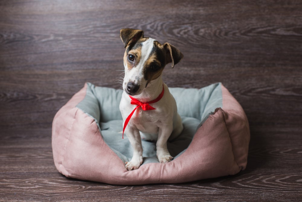 cão na cama para cachorros 