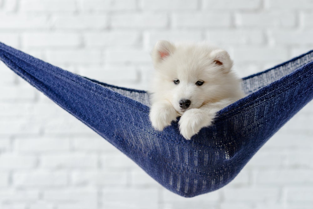 cachorro na cama suspensa para cachorro