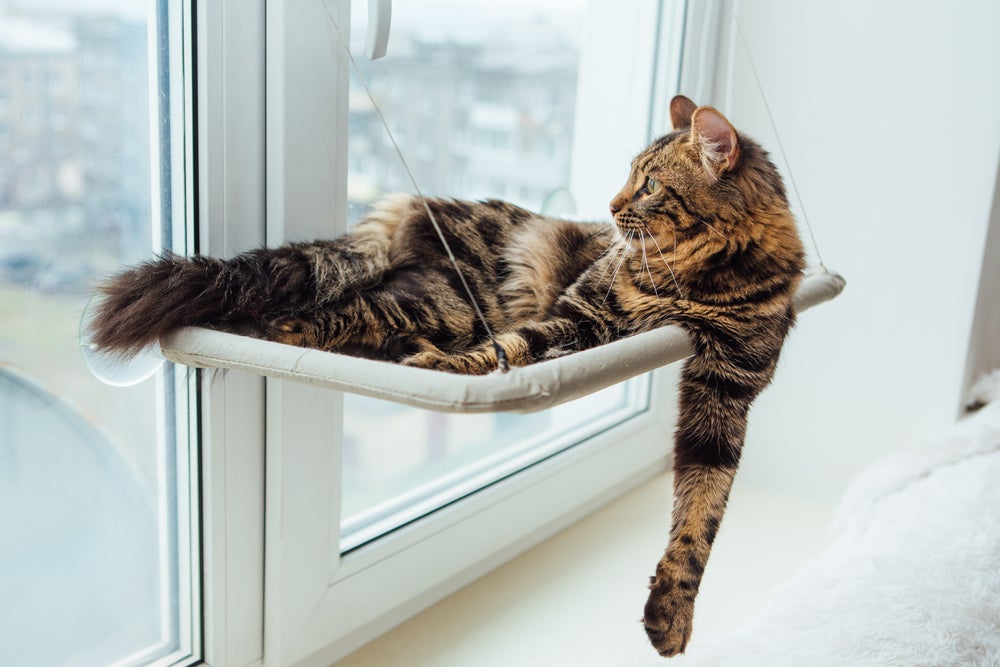 gato em cama suspensa para gatos