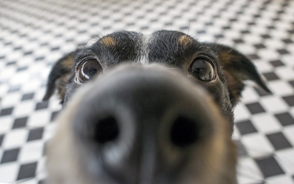 câmera pet com cachorro bem perto