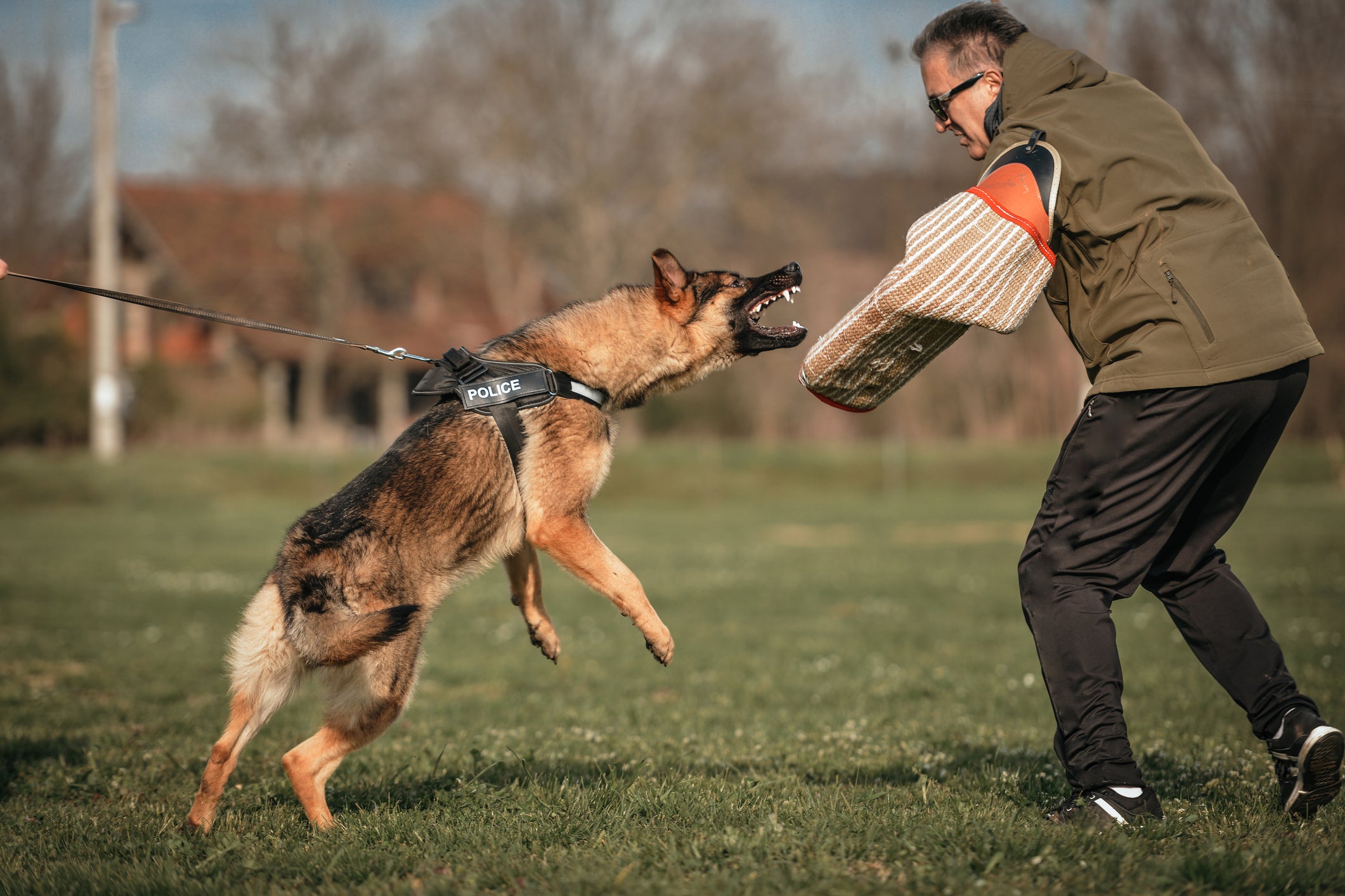 Pastor Alemão em treinamento para ser cão de guarda