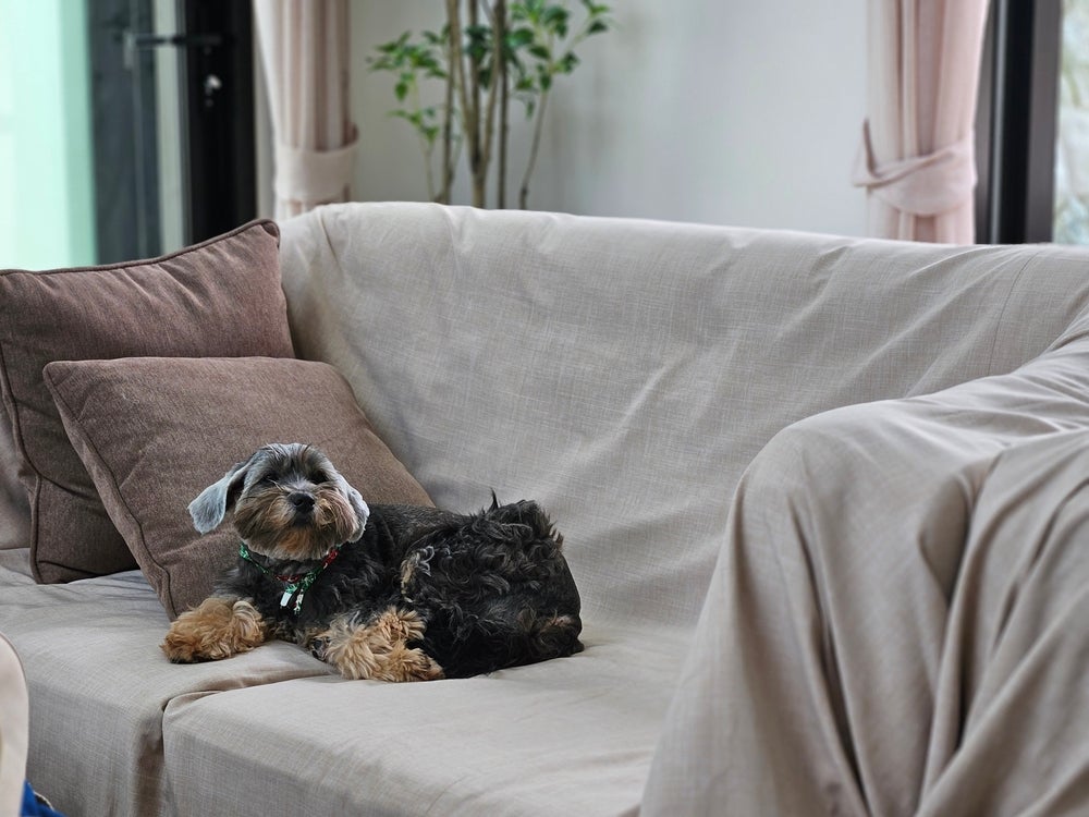 cachorro no sofá com capa de sofá para cachorro