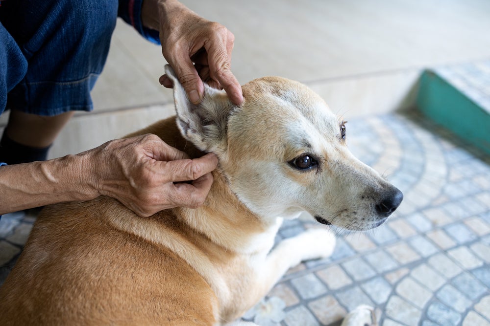 dona procurando carrapato em cachorro