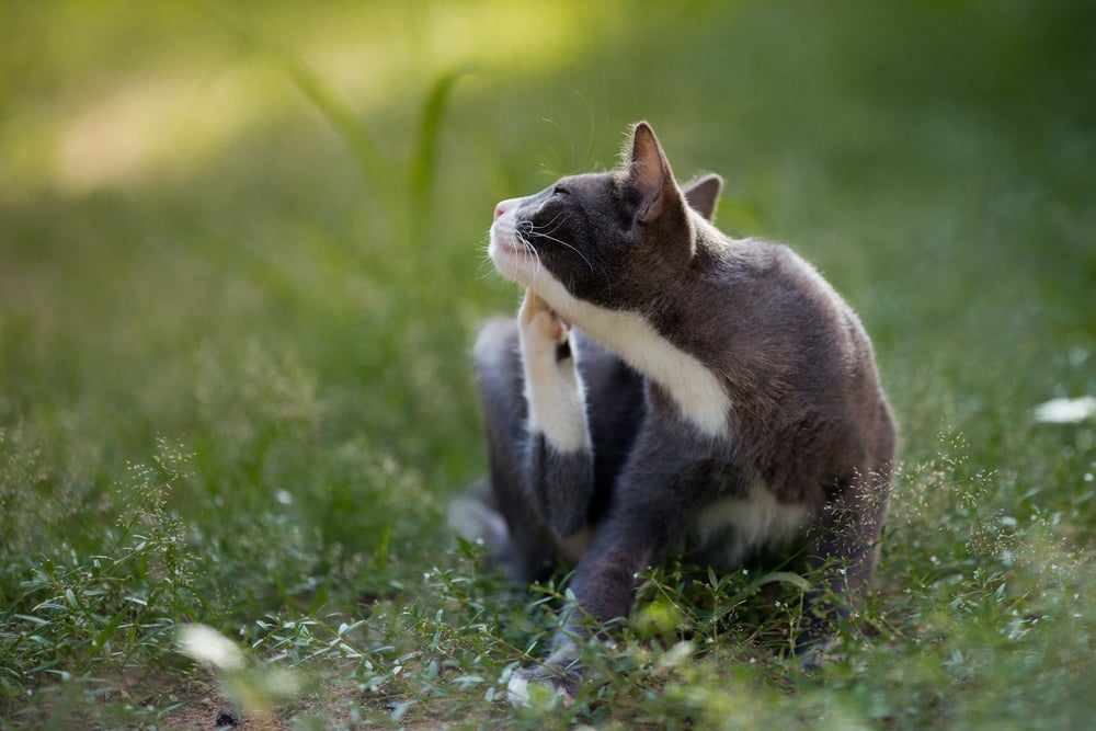 carrapato em gato: gato se coçando 