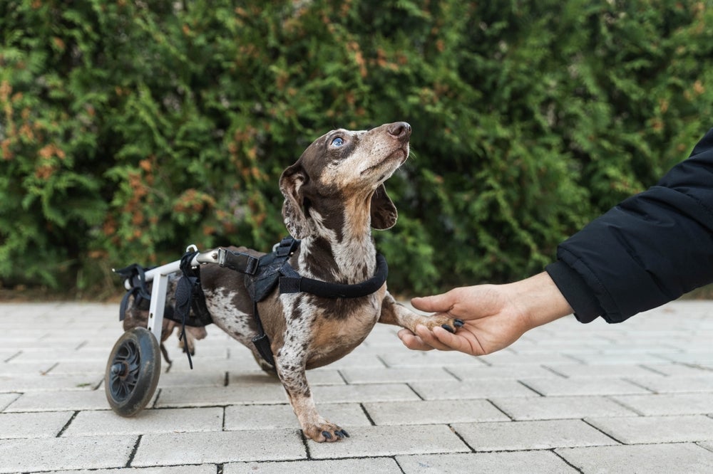 cão usando carrinho para cachorro deficiente