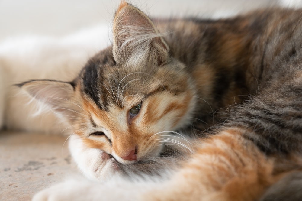 carvão ativado para gato: gato doente deitado