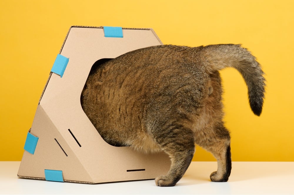 gato entrando na casa de papelão para gatos