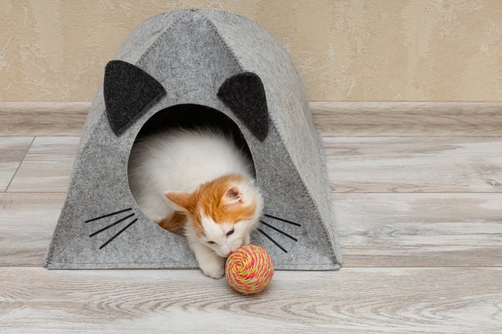 gato na casa para gatos de papelão do tipo tenda