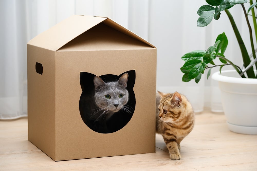 gatos na casinha de papelão para gatos
