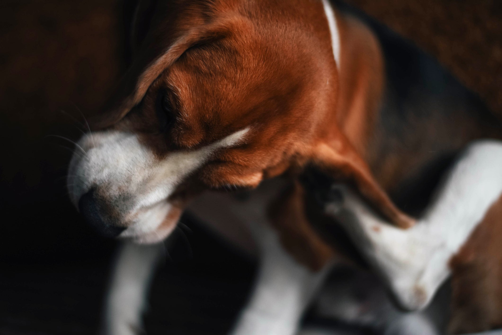 Cachorro Beagle se coçando 