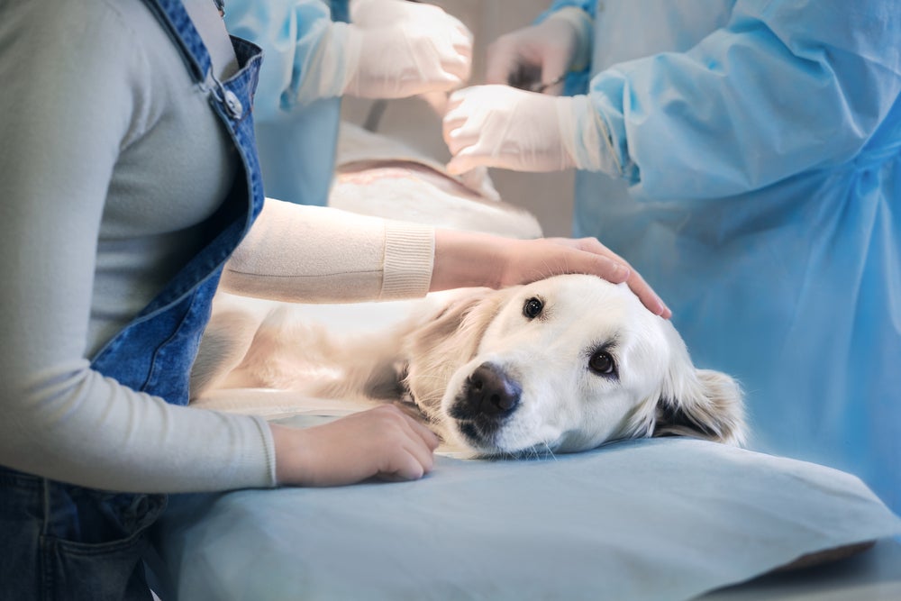 castração de cachorro: cão se preparando para cirurgia