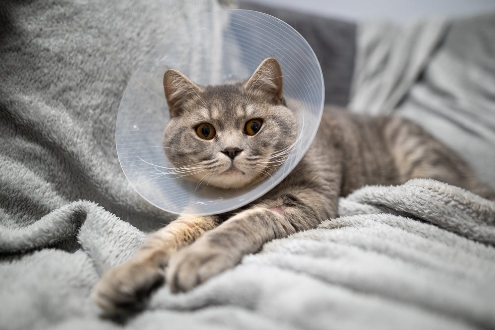 castração de gato: gato com colar elizabetano