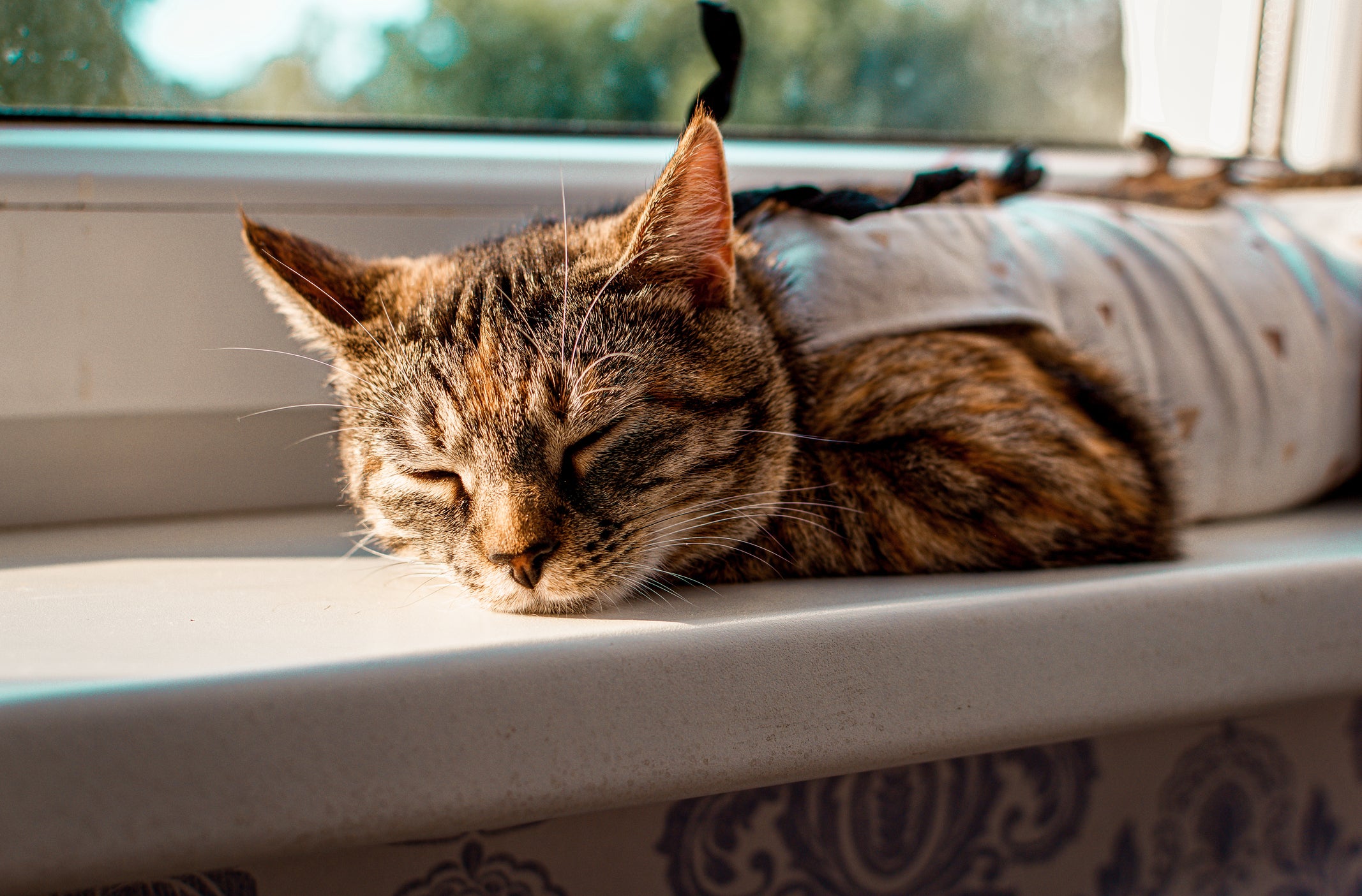 Gato recém-operado dorme perto da janela com luz do sol