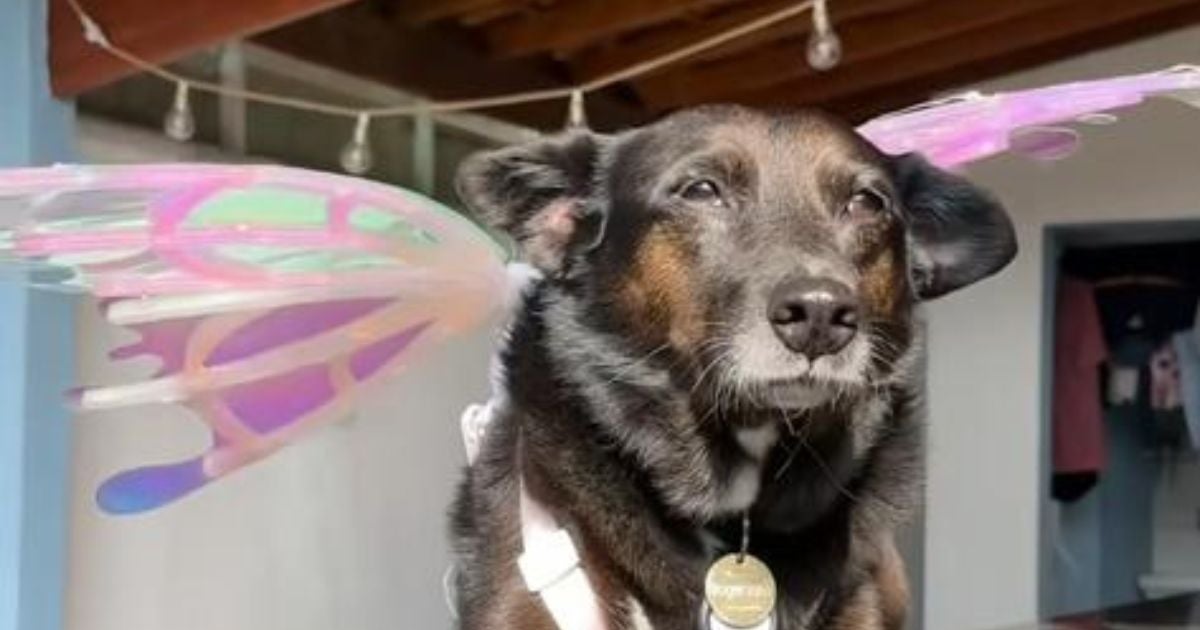 Cachorro vira-lata preto com fantasia de borboleta