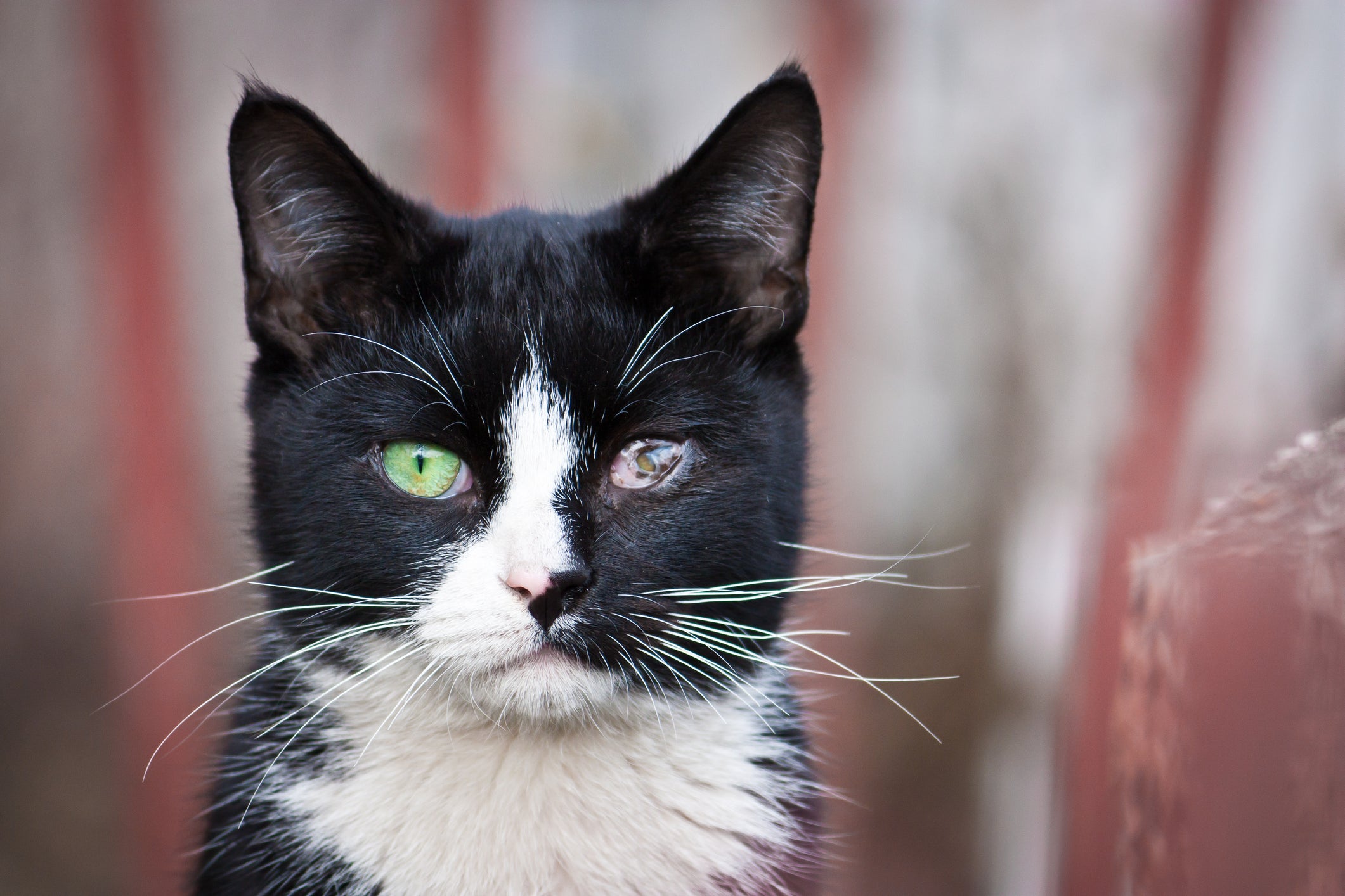 Gato preto e branco com problema em um dos olhos