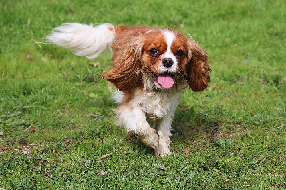 cavalier king charles spaniel correndo