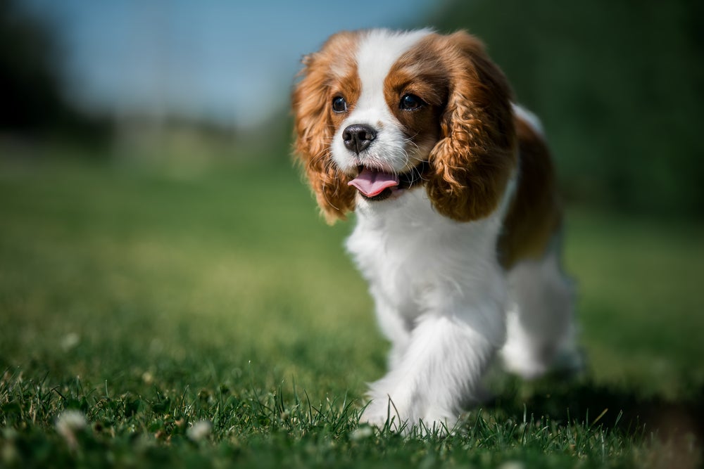 cavalier king charles spaniel no gramado