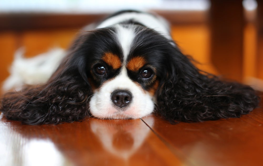 Cavalier King Charles Spaniel deitado no chão de madeira