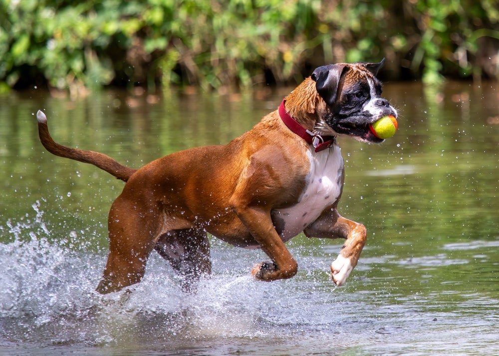 Boxer com bolinha para cachorro na boca correndo dentro de um riacho raso