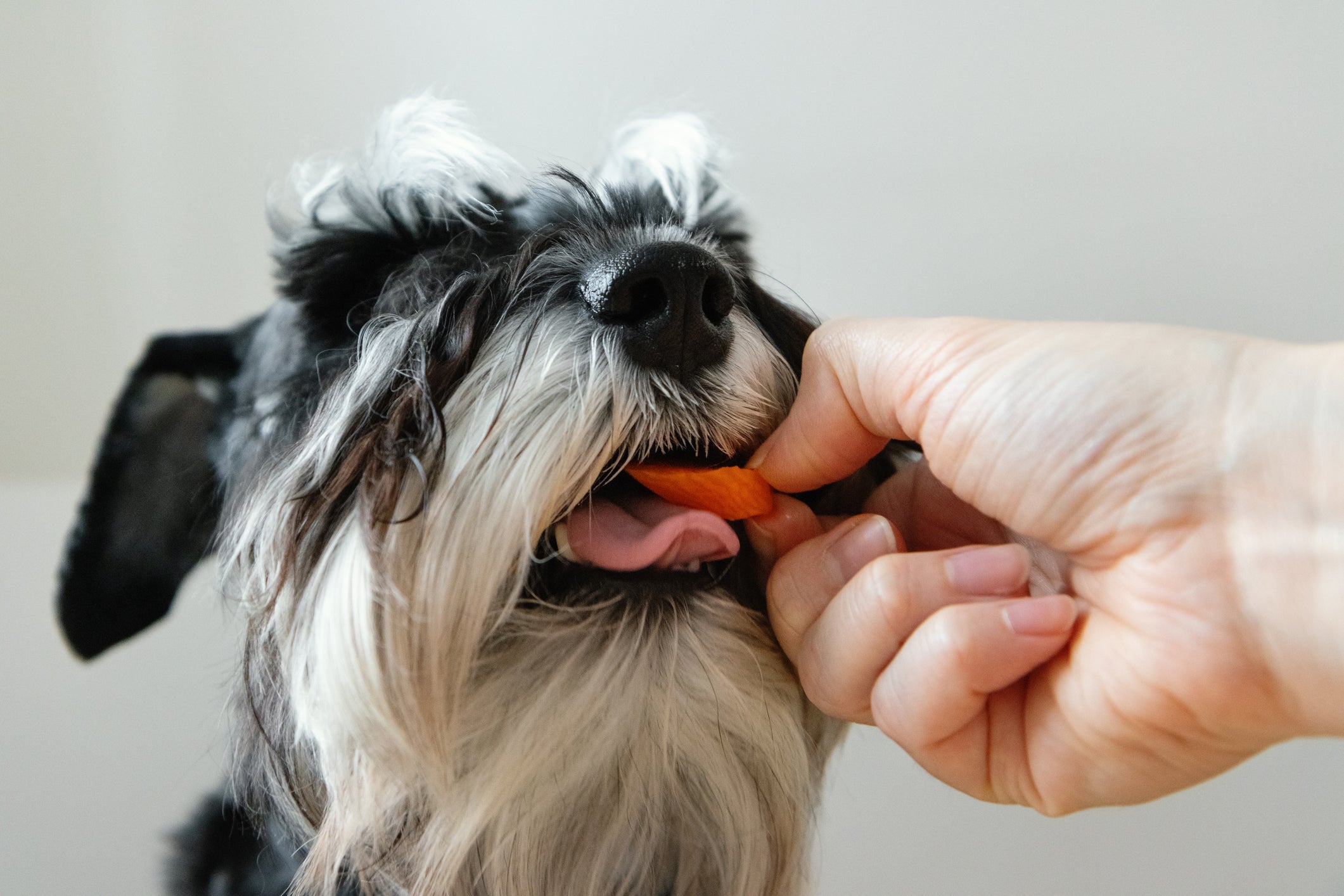 Cachorro comendo um pedacinho de cenoura