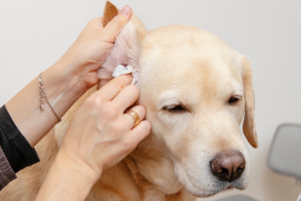 cera preta no ouvido do cachorro: dono checando orelha do cão