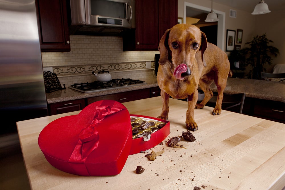 Chocolate para cachorro: salsicha comendo chocolate em cima da mesa