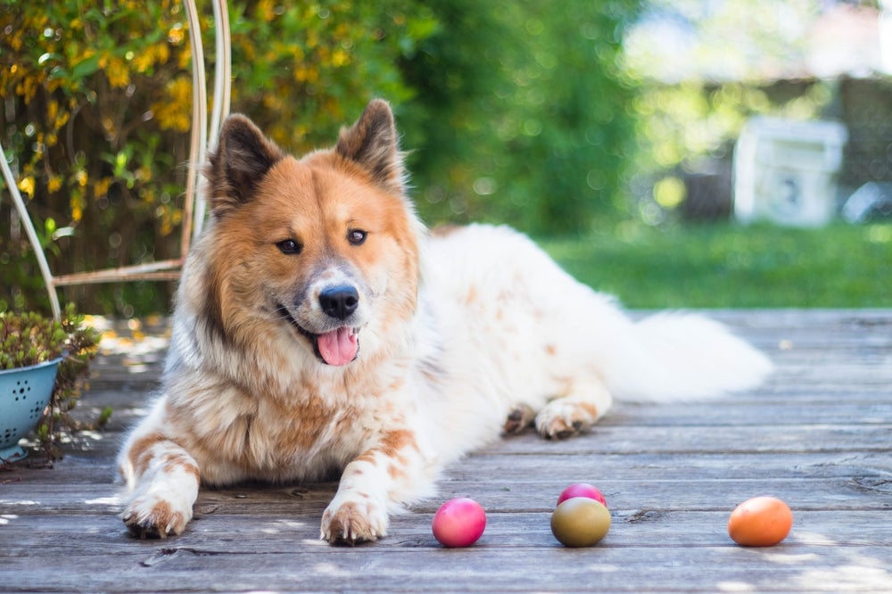 cachorro olhando ovos de páscoa para cachorro