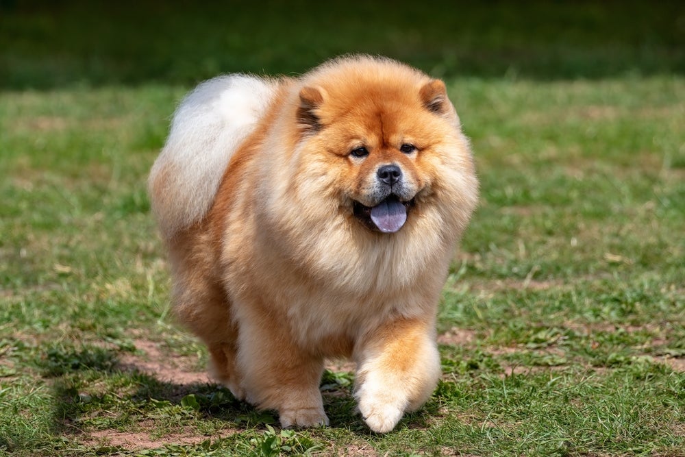 cachorro chow chow andando