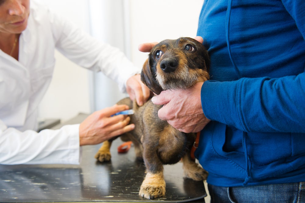 cinomose canina: cachorro tomando vacina