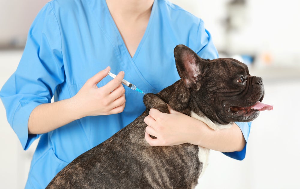 cinomose canina: cachorro tomando vacina