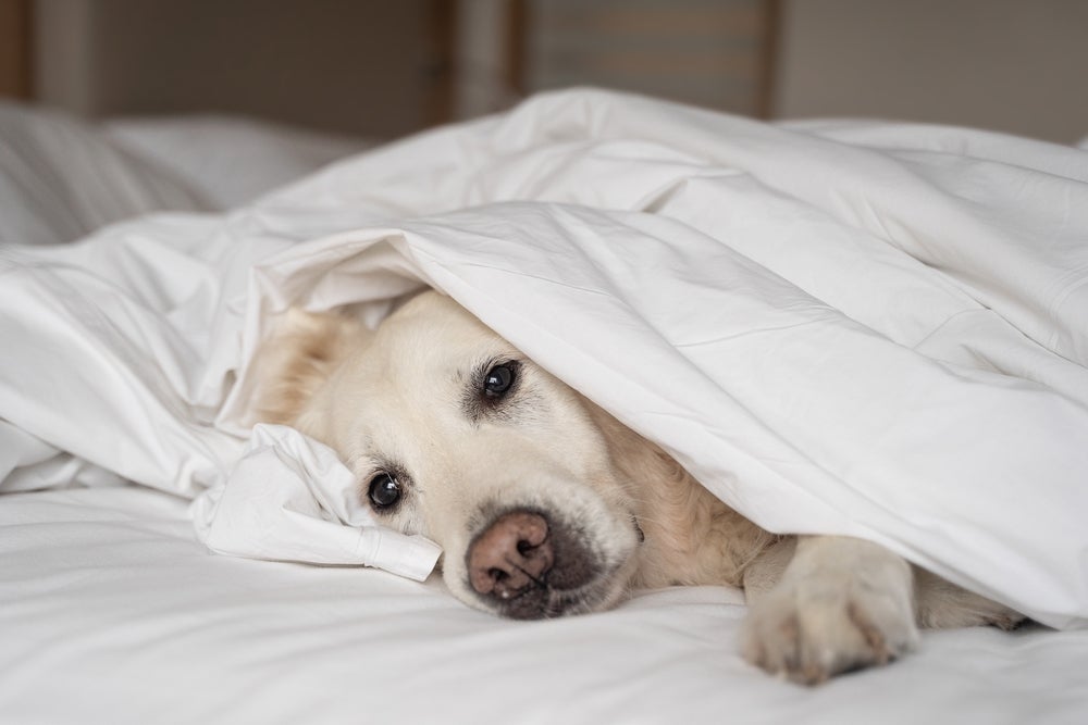 cinomose canina: cachorro deitado