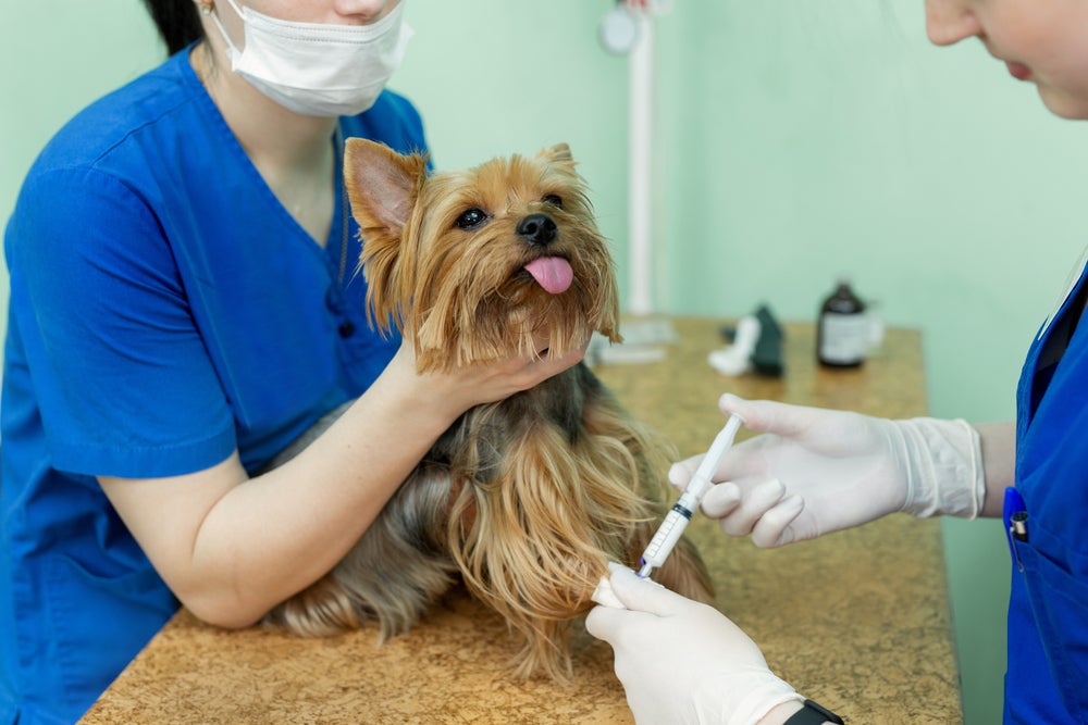 cachorro tomando vacina de cinomose canina