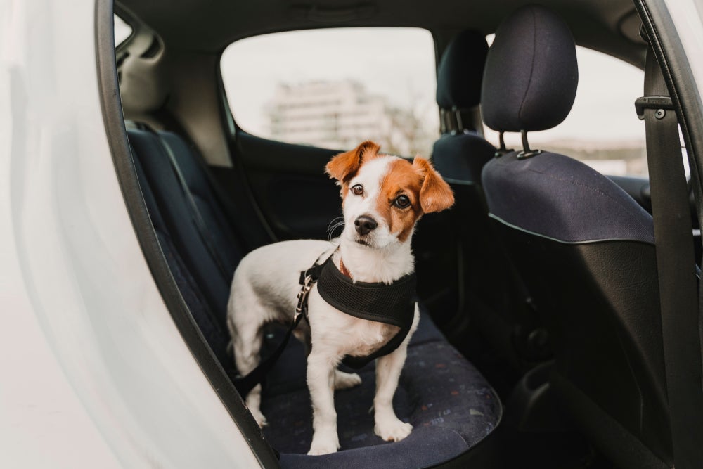 viagem com cachorro: cão usando cinto de segurança para cachorro
