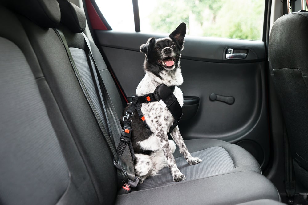 cachorro usando cinto de segurança para cachorro dentro do carro