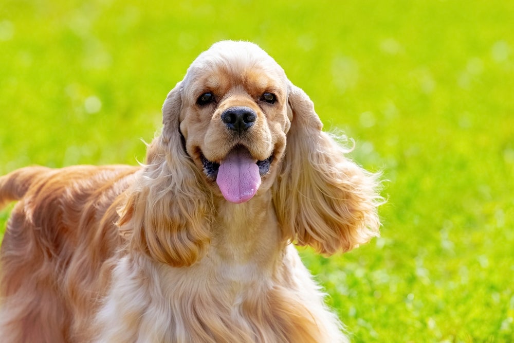 cachorro cocker spaniel americano