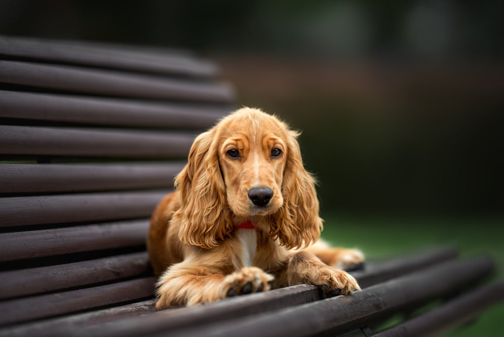 cachorro cocker spaniel