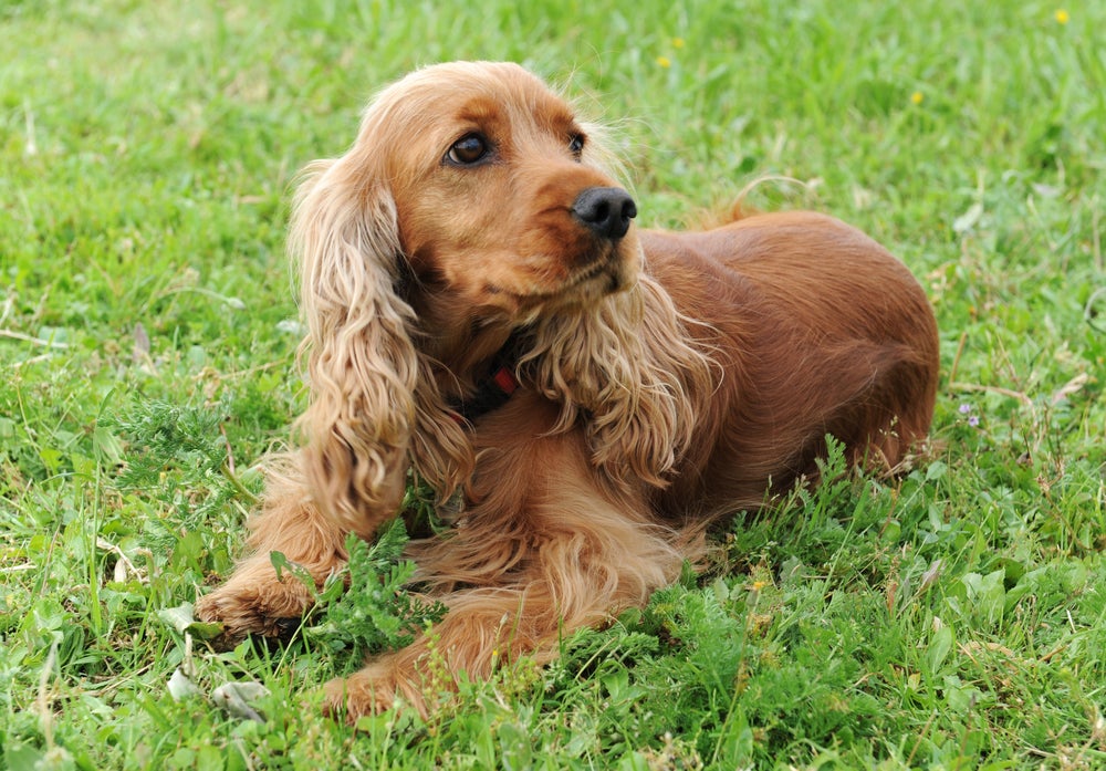 cachorro cocker spaniel no jardim